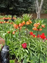 6 unsung bulbs for fall planting