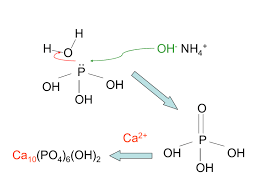 Ammonium Hydroxide Catalyses