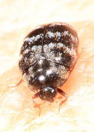small black and white carpet beetle