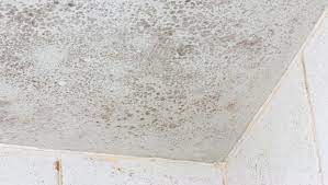 mould from your ensuite ceiling