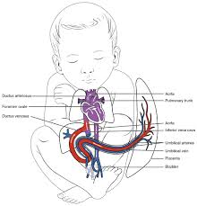 20 6 Development Of Blood Vessels And Fetal Circulation