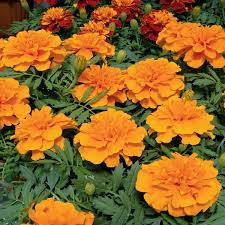 12 In Bonanza Orange Marigold Plant