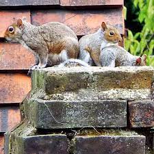 Squirrels Your Chimney Chimney Cap