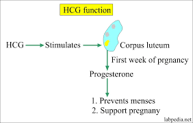 Pregnancy Test Beta Hcg Hcg Labpedia Net