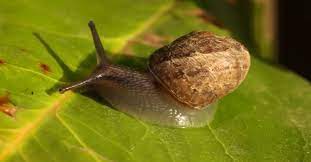 where do snails live learn about nature
