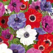 how to plant and grow anemone flowers