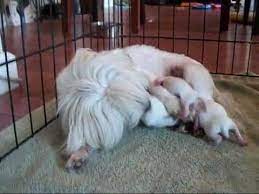 Babycenter is committed to providing the most helpful and trustworthy pregnancy and parenting information in the world. Remember To Stay Calm Be Prepared Watch The Video To See How It Works Maltese Puppy Maltese Dogs Care Whelping Puppies