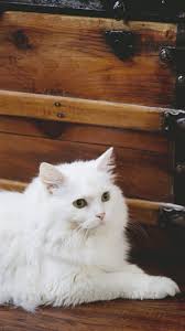 Find a fluffy kitten on gumtree, the #1 site for cats & kittens for sale classifieds ads in the uk. White Fluffy Cat Wallpapers Wallpaper Cave