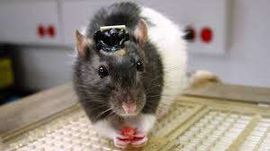 Brain Implant Lets Rats See Infrared Light Science Aaas