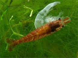 Image result for shrimp molting