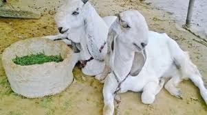 Jamunapari Goat Characteristics Growth Rate Milk Yield