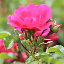 pink flower carpet uk potted rose