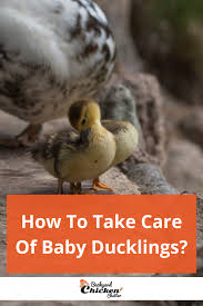 How To Take Care Of Baby Ducklings