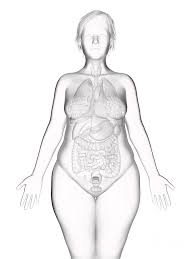 If the woman does not become pregnant during that cycle, most of the endometrium is shed and bleeding occurs. Illustration Of An Obese Woman S Internal Organs Photograph By Sebastian Kaulitzki Science Photo Library