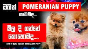 dogs pomeranian puppy how to a