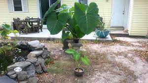 The secret is to plant them outdoors in the spring and bring growing elephant ear plants in pots. Elephant Ear In My Koi Pond Youtube