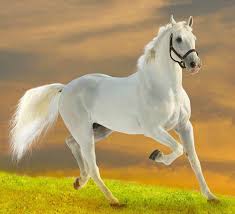 white horse domestic white horse