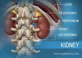 That there is no exit arteriole as all of the blood flow is changed to filtrate. Kidneys Urinary Anatomy
