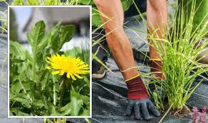 How To Get Get Rid Of Weeds Without