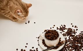 猫がコーヒーを舐めたらどうなる？カフェイン中毒や対処法を解説！ | ペット保険比較のピクシー