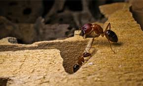 recognize signs of carpenter ants