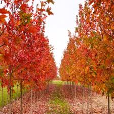 autumn blaze maple trees for