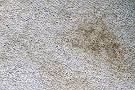 5 tips to remove mildew from carpets