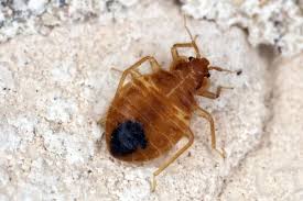 bed bugs or carpet beetles