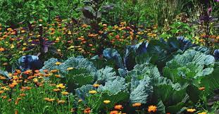 Edible Landscaping How To Start A
