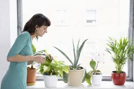Ecco l'elenco di 50 piante comuni e facili da coltivare che aiutano a purificare l'aria di casa o dell'ufficio. Purificare L Aria In Casa Con 8 Piante Vivere Piu Sani