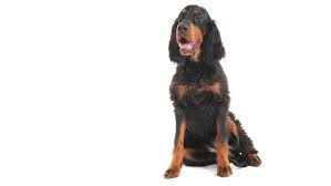 Originating in scotland and england in the 1600s, gordon setters hunted grouse . Gordon Setter Rassebeschreibung Purina