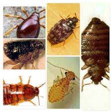 Maybe you would like to learn more about one of these? Insectes Ressemblant Aux Punaises De Lit Lesnuisibles Com