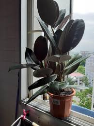 ficus elastica rubber plant