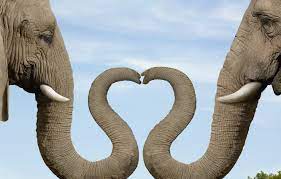 Wallpaper heart, elephant, trunk, the ...