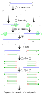 7 13e Amplifying Dna The Polymerase Chain Reaction