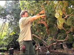 How To Prune A Cherimoya Tree Trees In Our Yard Papaya