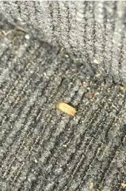 shed skin of a carpet beetle larva