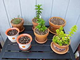 The Balcony Herb Garden 2010 Bonzai