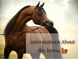 بالانجليزي حصان اسماء الحيوانات