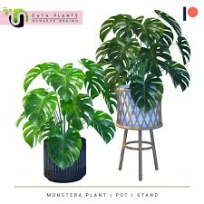 Daya Monstera Plant By Nynaeve Design