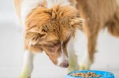 what-is-the-tastiest-dog-food-for-picky-eaters