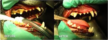 Those who get braces may need one or two teeth removed to provide room for their other teeth as they shift into place. Pet Dental Care Scottsdale Veterinary Clinic Arizona