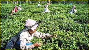 He helped give birth to other trade unionists who later made a name for themselves. Centre Offers Further Relief To Farmers Tea Plantation Workers Amid Covid 19 Lockdown