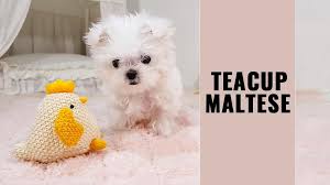 teacup maltese 12 dog breed
