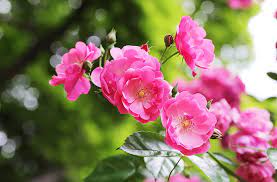 flowers rose bush branch flower