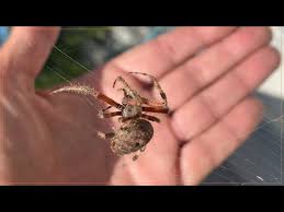 spotted orbweaver spider california
