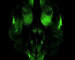 Get the airtel xstream app. Mgreenlantern A Bright Monomeric Fluorescent Protein With Rapid Expression And Cell Filling Properties For Neuronal Imaging Pnas