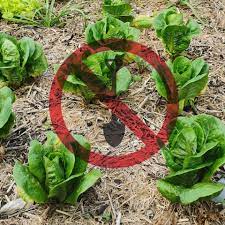 No Dig Gardening Sustainable Gardening
