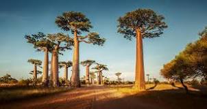 What is baobab used for?