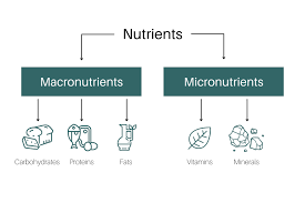 macronutrients vs micronutrients what